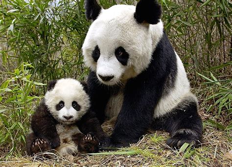 free panda pictures|free giant panda images.